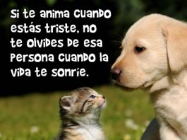 Frases De Borrachos Frasesmania