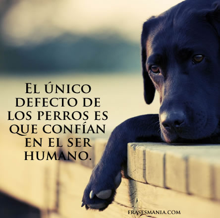 Amor por los perros